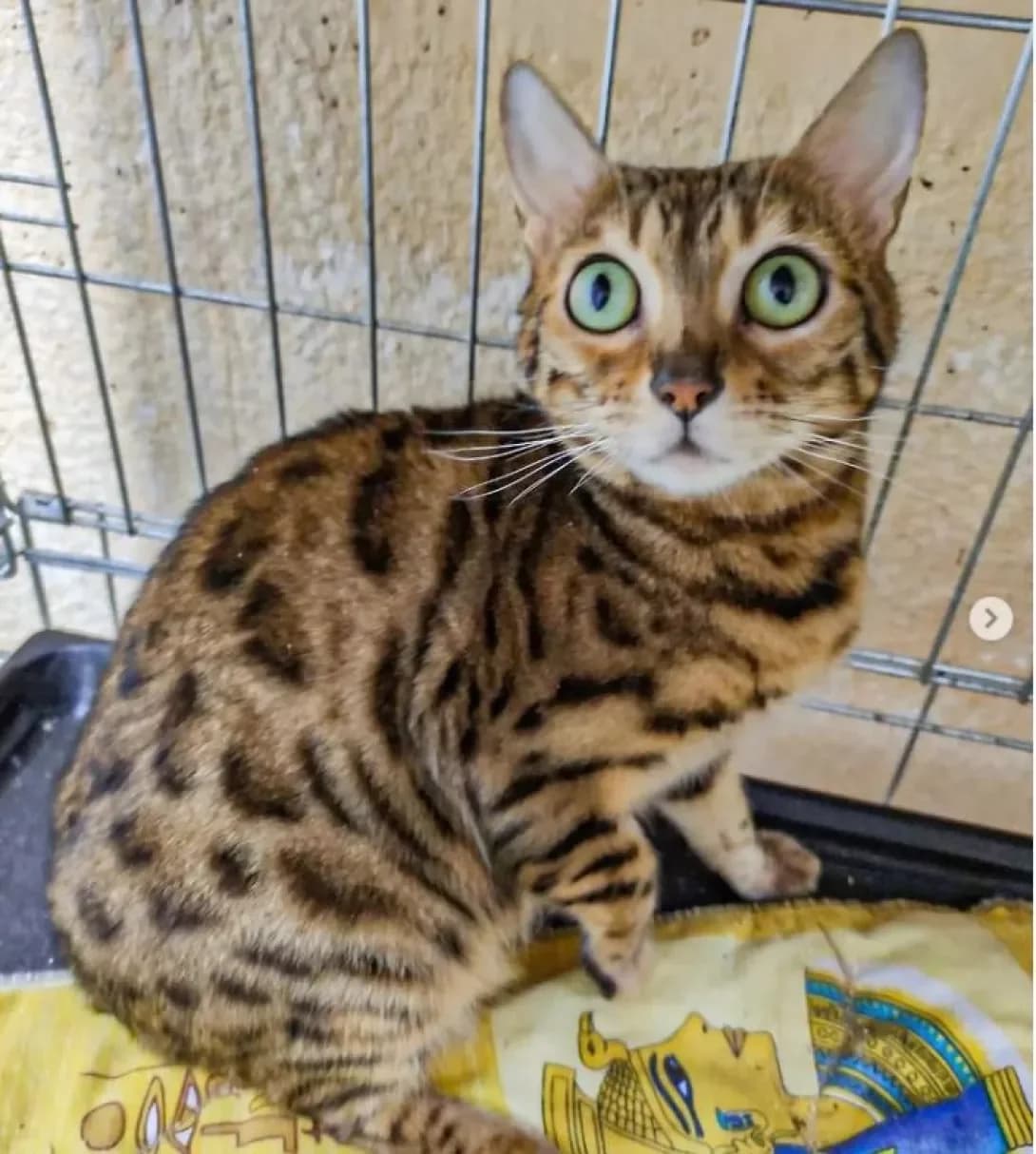 Ruta (Рута), mini leopard (as described) female Mixed Breed for adoption at Happy Paw Dnipro