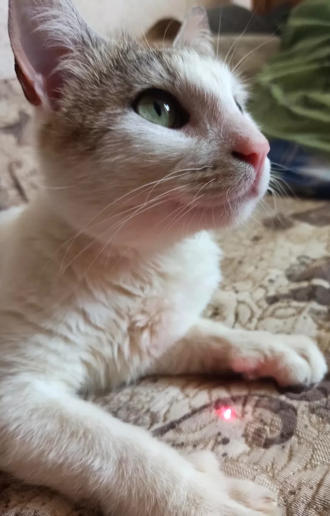 Kuzya (Кузя), male 4yo Mixed Breed for adoption at Happy Paw Kharkiv