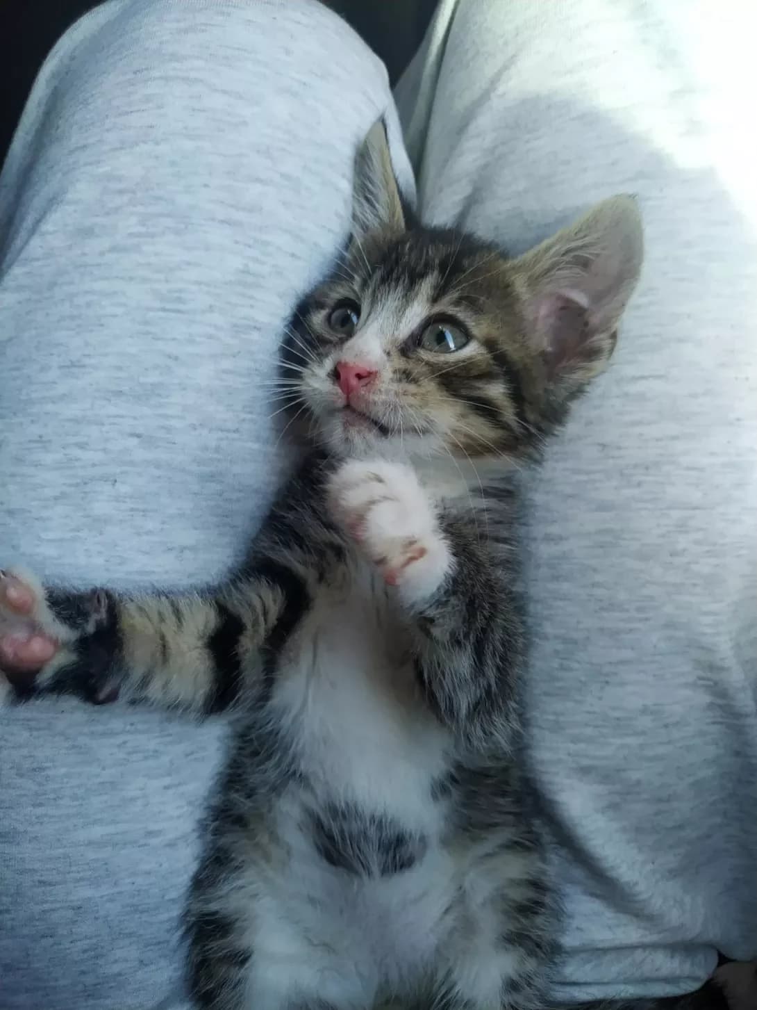 Marsik (Марсік), male 4yo Mixed Breed for adoption at Happy Paw Cherkasy Oblast