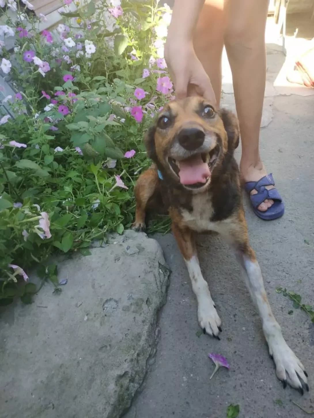 Zhuzha (Жужа), female 6yo Mixed Breed for adoption at Happy Paw Zaporizhzhia
