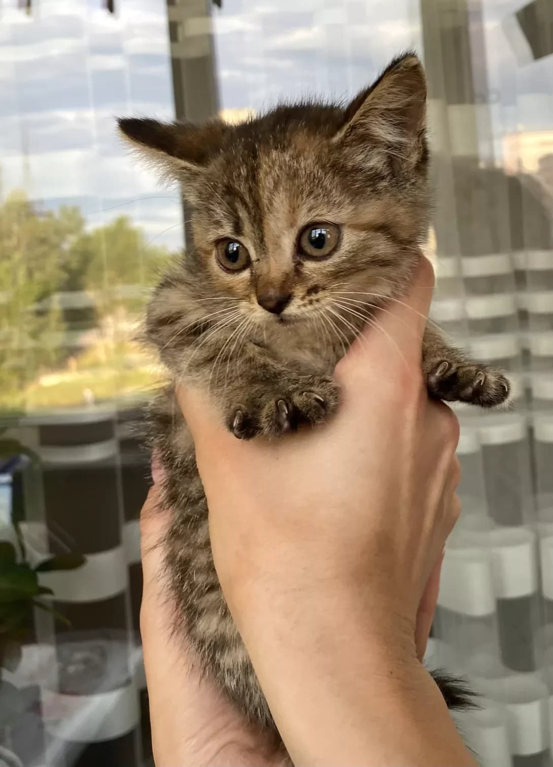 Bez imeni (Без имени), female 3yo Mixed Breed for adoption at Happy Paw Kharkiv