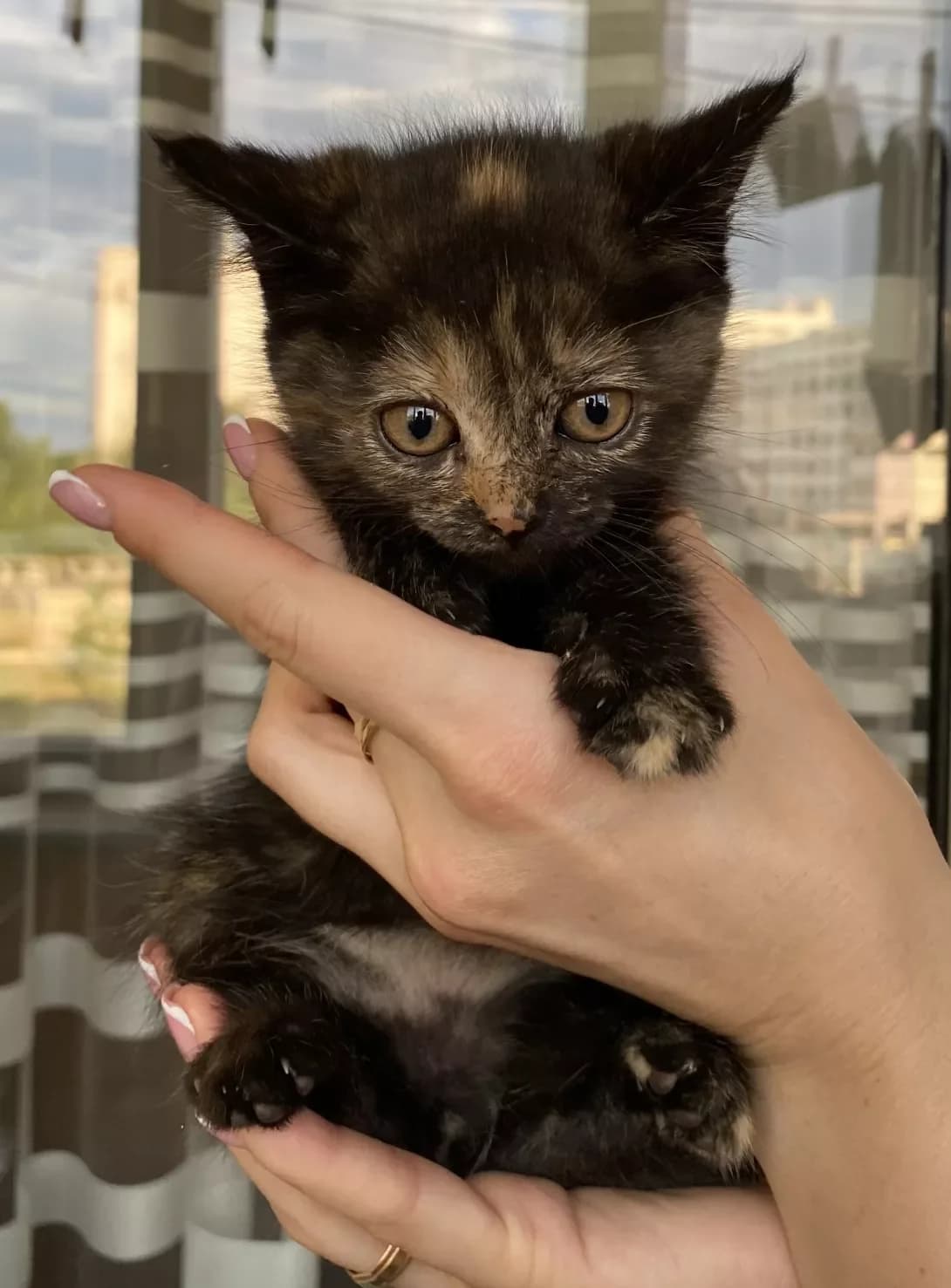 Bez imeni (Без имени), female 3yo Mixed Breed for adoption at Happy Paw Kharkiv