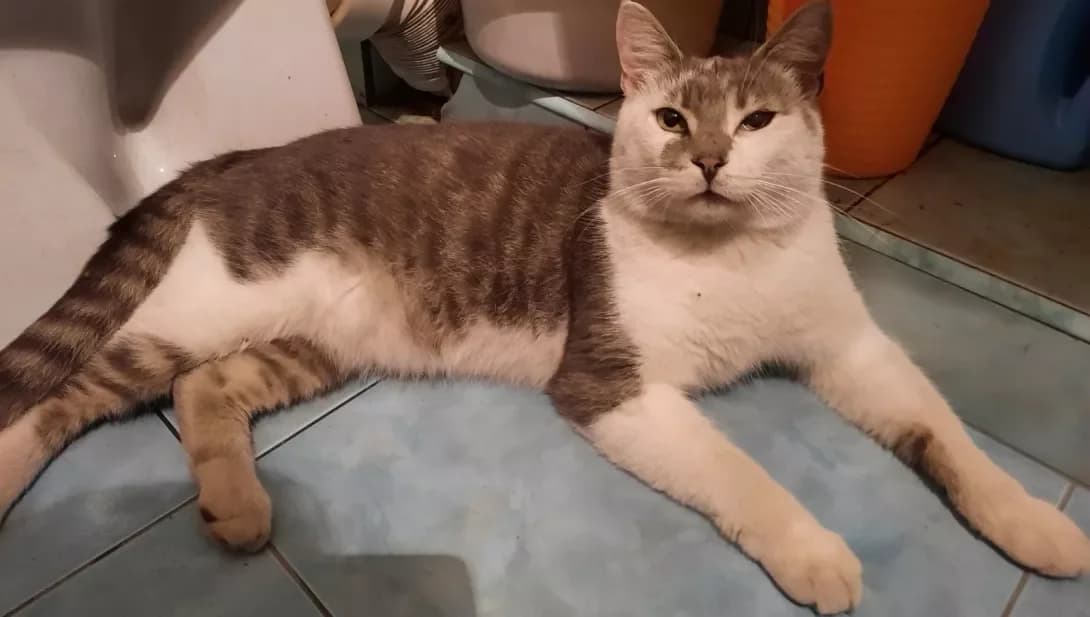 Don (Дон), male 6yo Mixed Breed for adoption at Happy Paw Kyiv Oblast