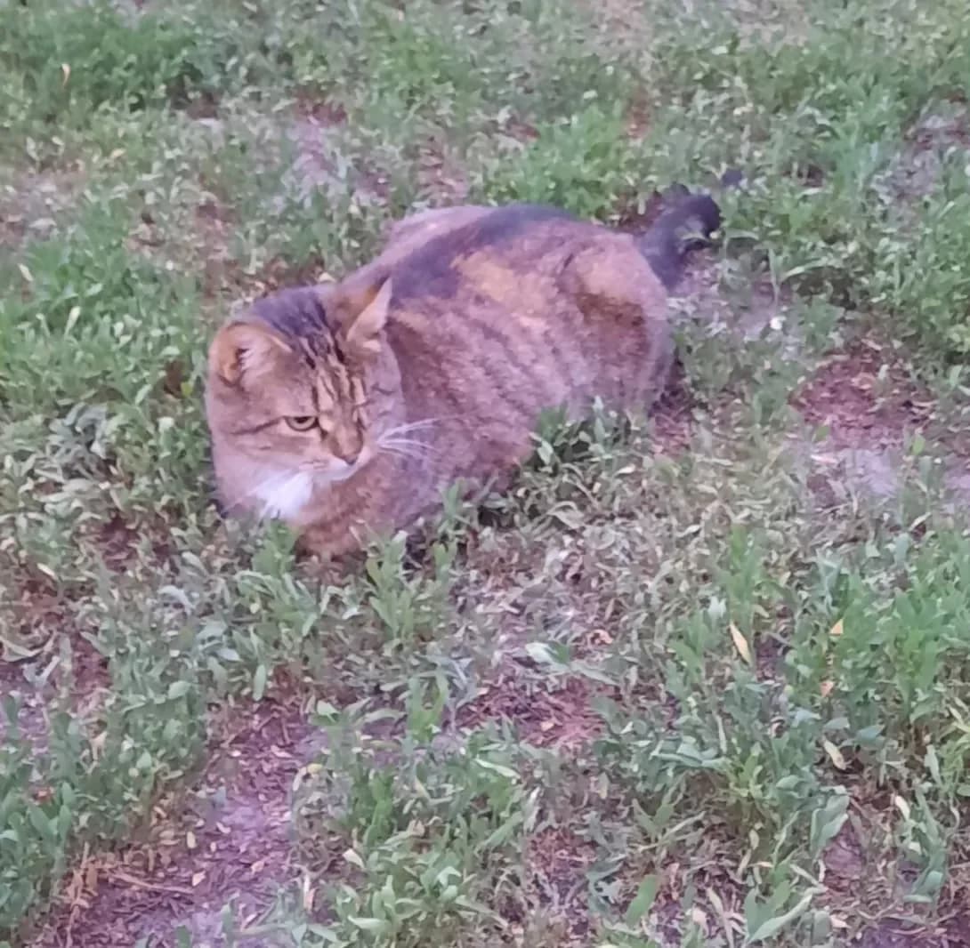 Zina (Зіна), female 7yo Mixed Breed for adoption at Happy Paw Kyiv Oblast