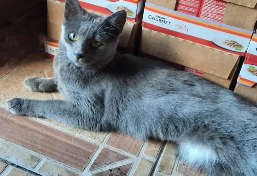 Luna (Луна), female 5yo Mixed Breed for adoption at Happy Paw Kyiv Oblast