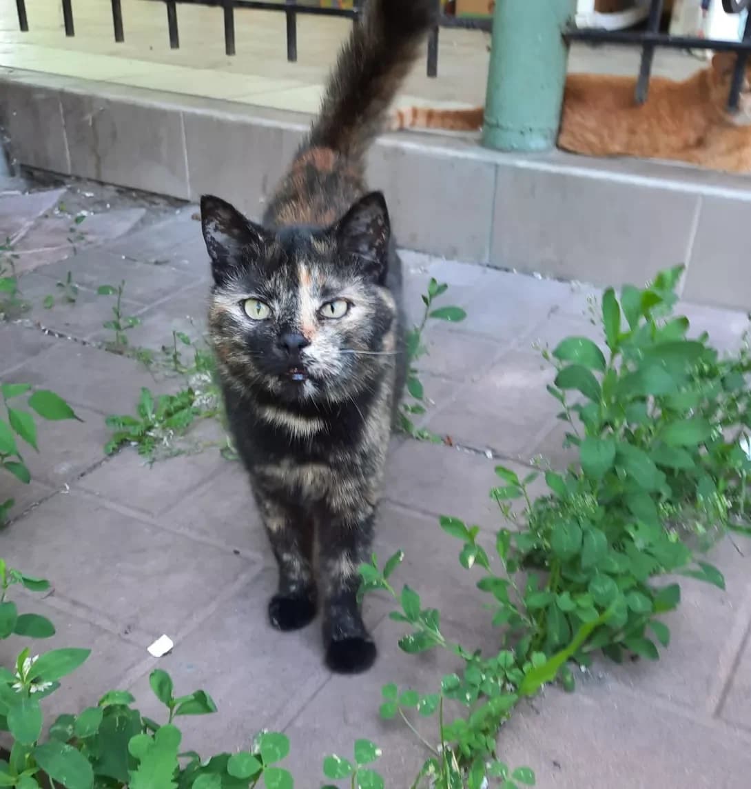 Rima (Ріма), female 5yo Mixed Breed for adoption at Happy Paw Kyiv Oblast