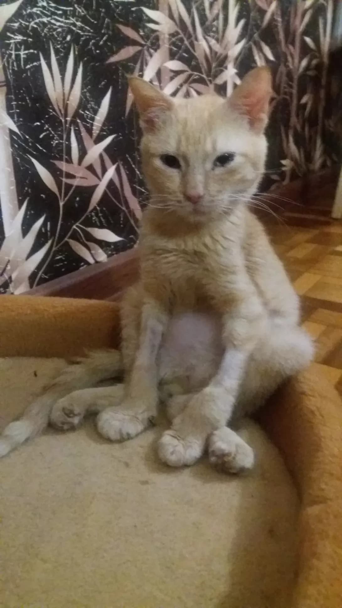 Alf (Альф), male senior Mixed Breed for adoption at Happy Paw Kirovohrad
