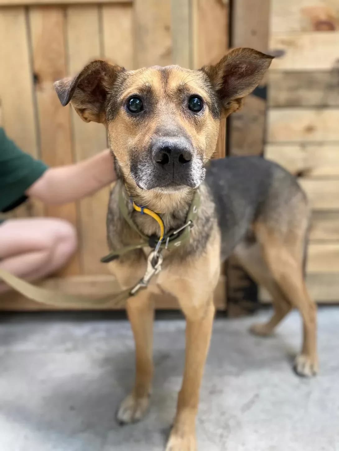 Marik (Марик), male 4yo Mixed Breed for adoption at Happy Paw Zaporizhzhia