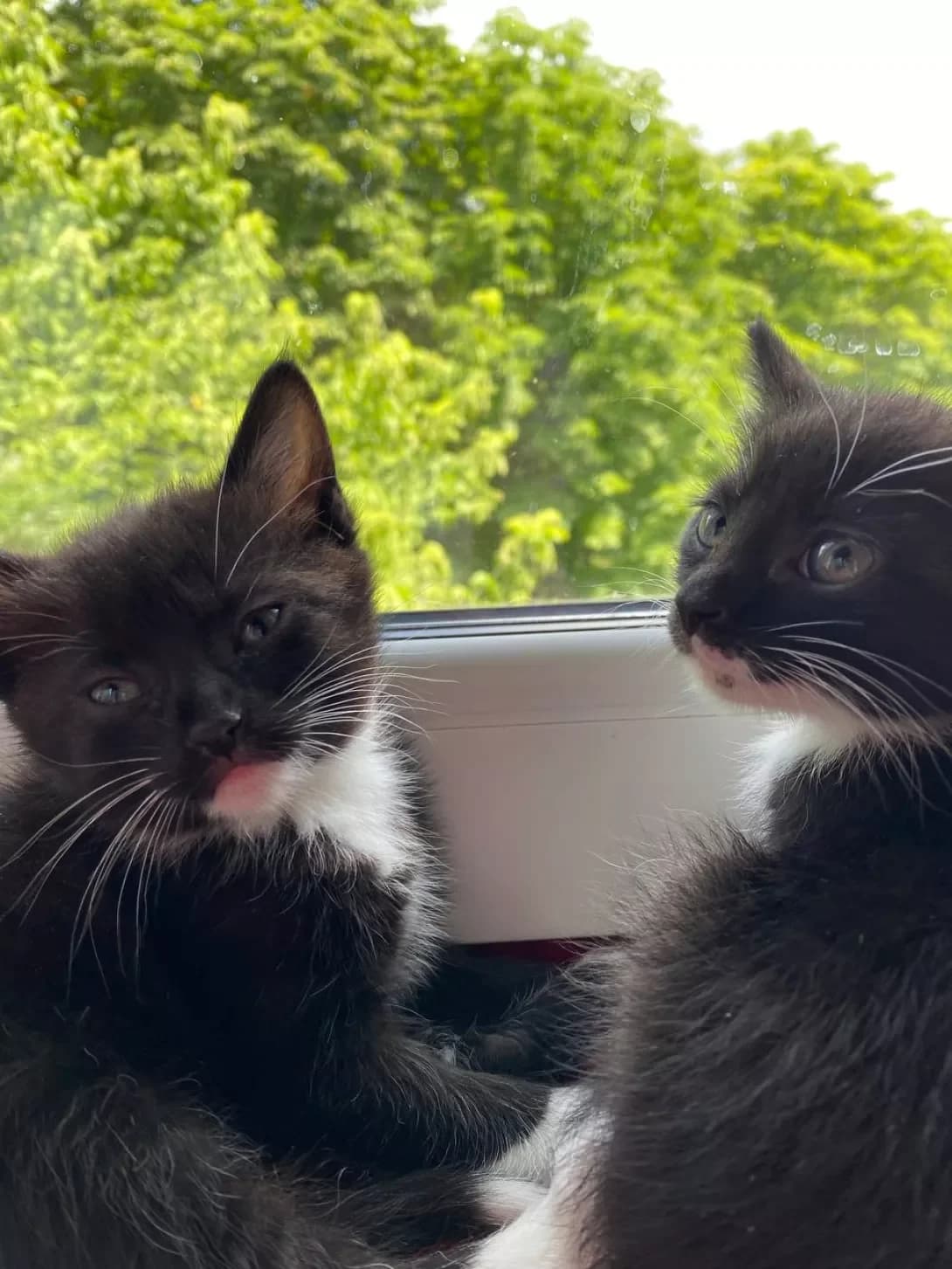 Kotik i kitsya (Котик і киця), male 3yo Mixed Breed for adoption at Happy Paw Lviv