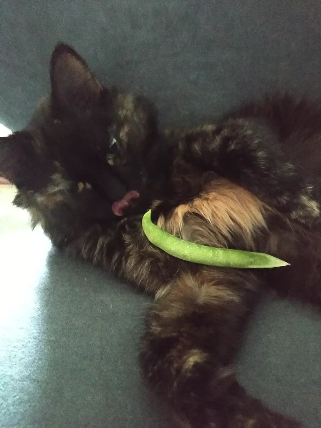 Koshka (Кошка), female senior Mixed Breed for adoption at Happy Paw Zaporizhzhia