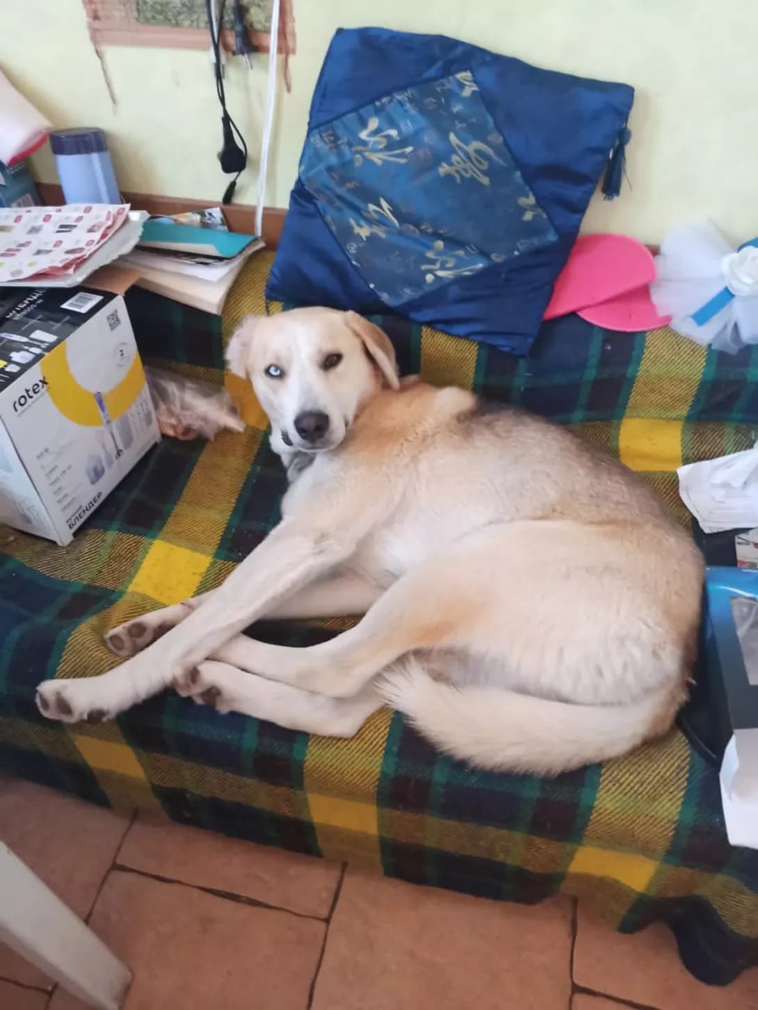 Khasan (Хасан), male 4yo Labrador Retriever for adoption at Happy Paw Ivano-Frankivsk Oblast