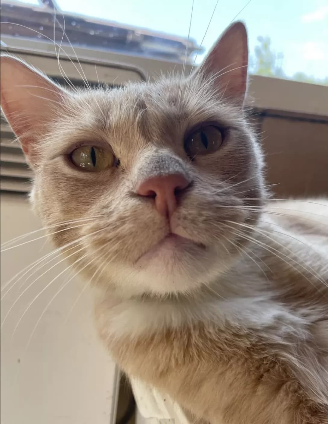 Persik (Персик), male Mixed Breed for adoption at Happy Paw Dnipro