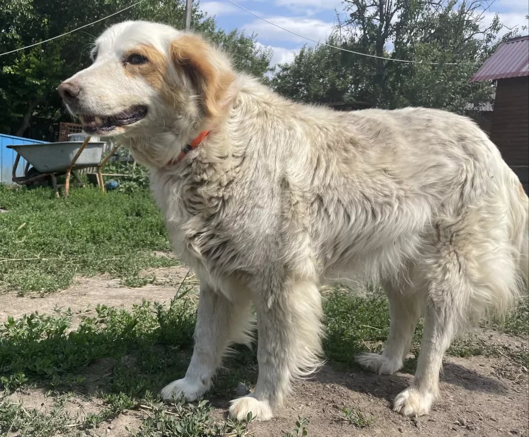 Frida (Фріда), female senior Mixed Breed for adoption at Happy Paw Dnipro
