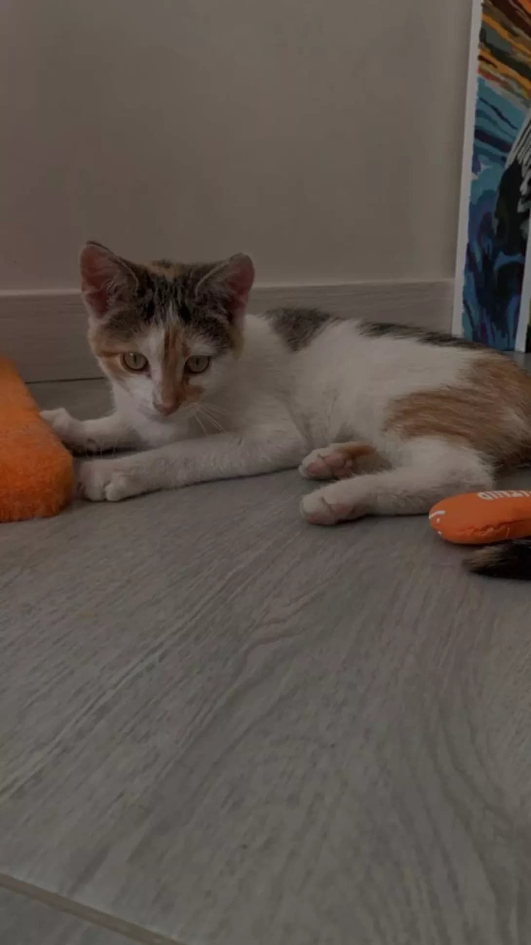 Zhuzha (Жужа), female 4yo Mixed Breed for adoption at Happy Paw Volyn Oblast