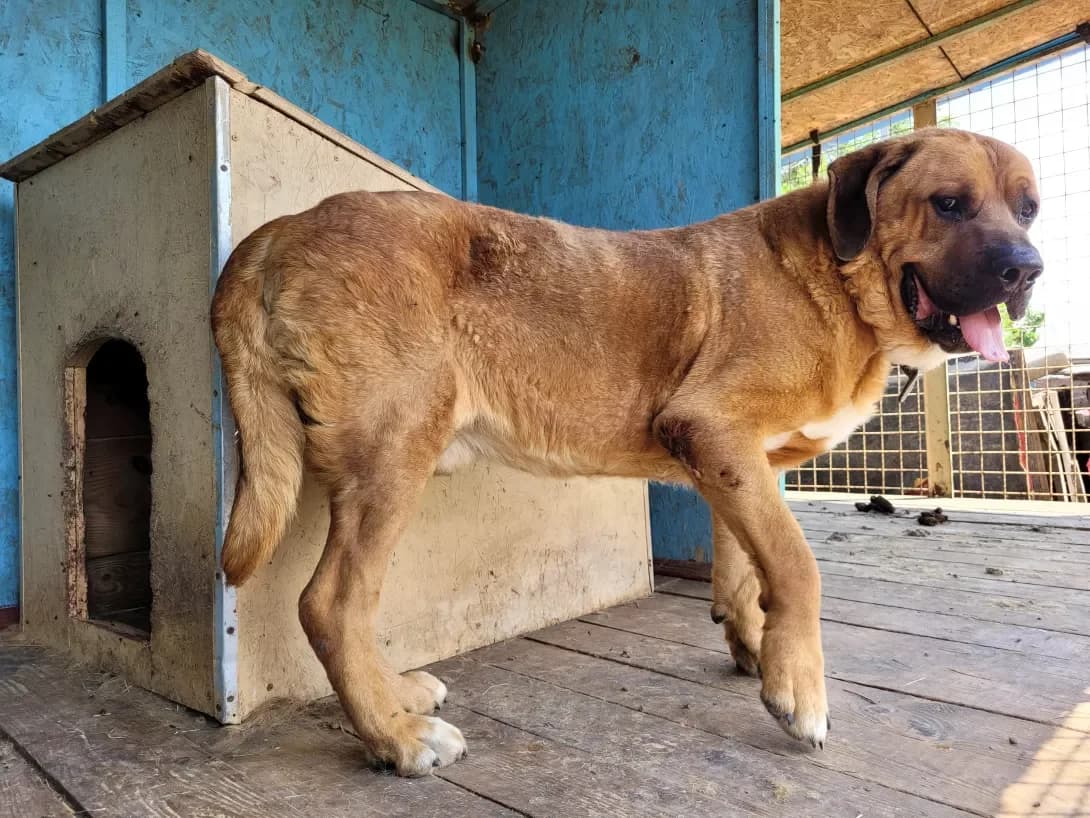 Reks (Рекс), male senior Mixed Breed for adoption at Happy Paw Dnipro