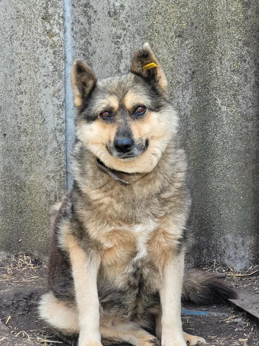 Lyusya (Люся), female senior Mixed Breed for adoption at Happy Paw Dnipro