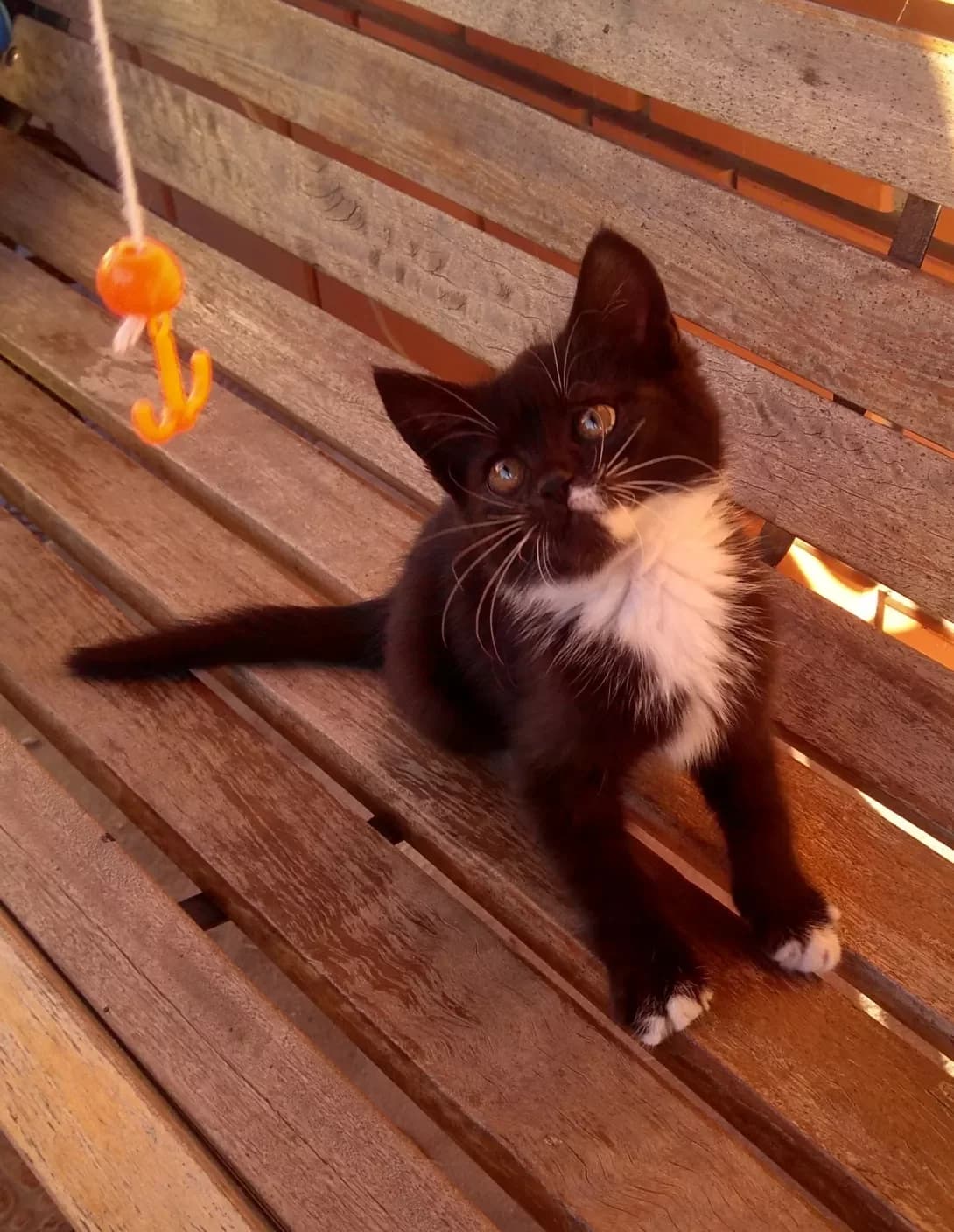 Mira (Міра), female 4yo Mixed Breed for adoption at Happy Paw Kyiv Oblast