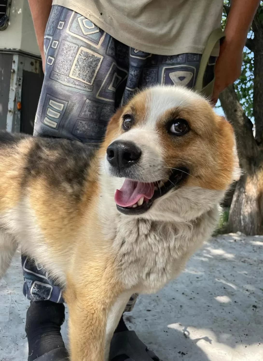 Lonya (Льоня), Mixed Breed (Happy Paw Dnipro)