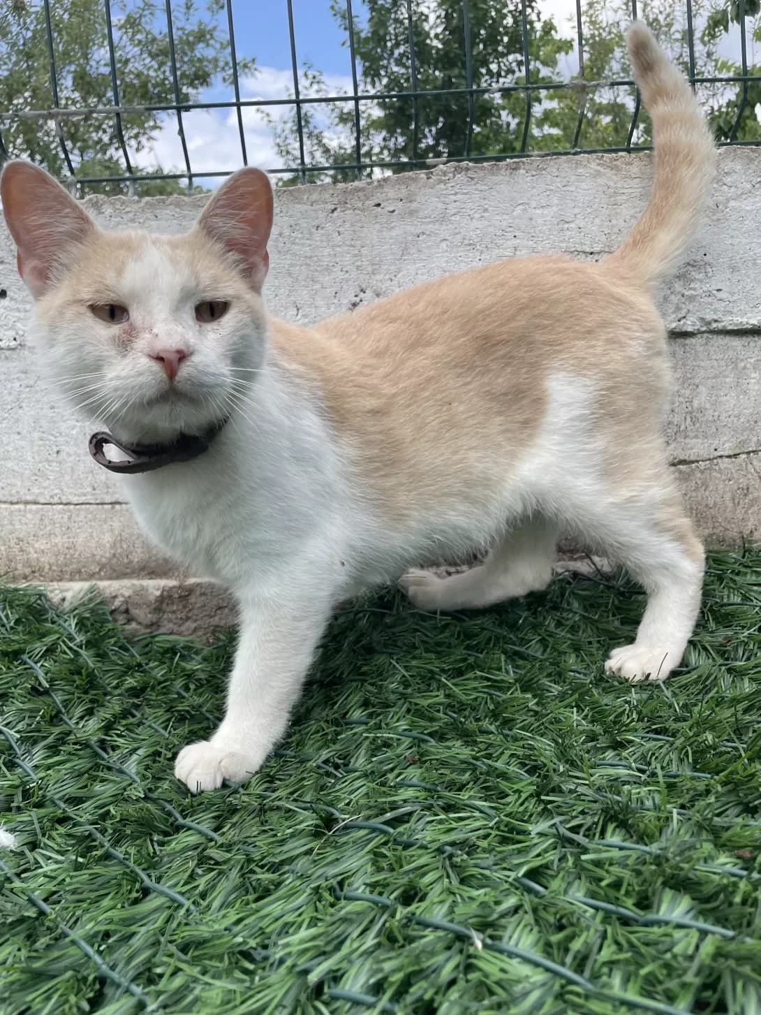 Suslik (Суслік), male 5yo Mixed Breed for adoption at Happy Paw Dnipro