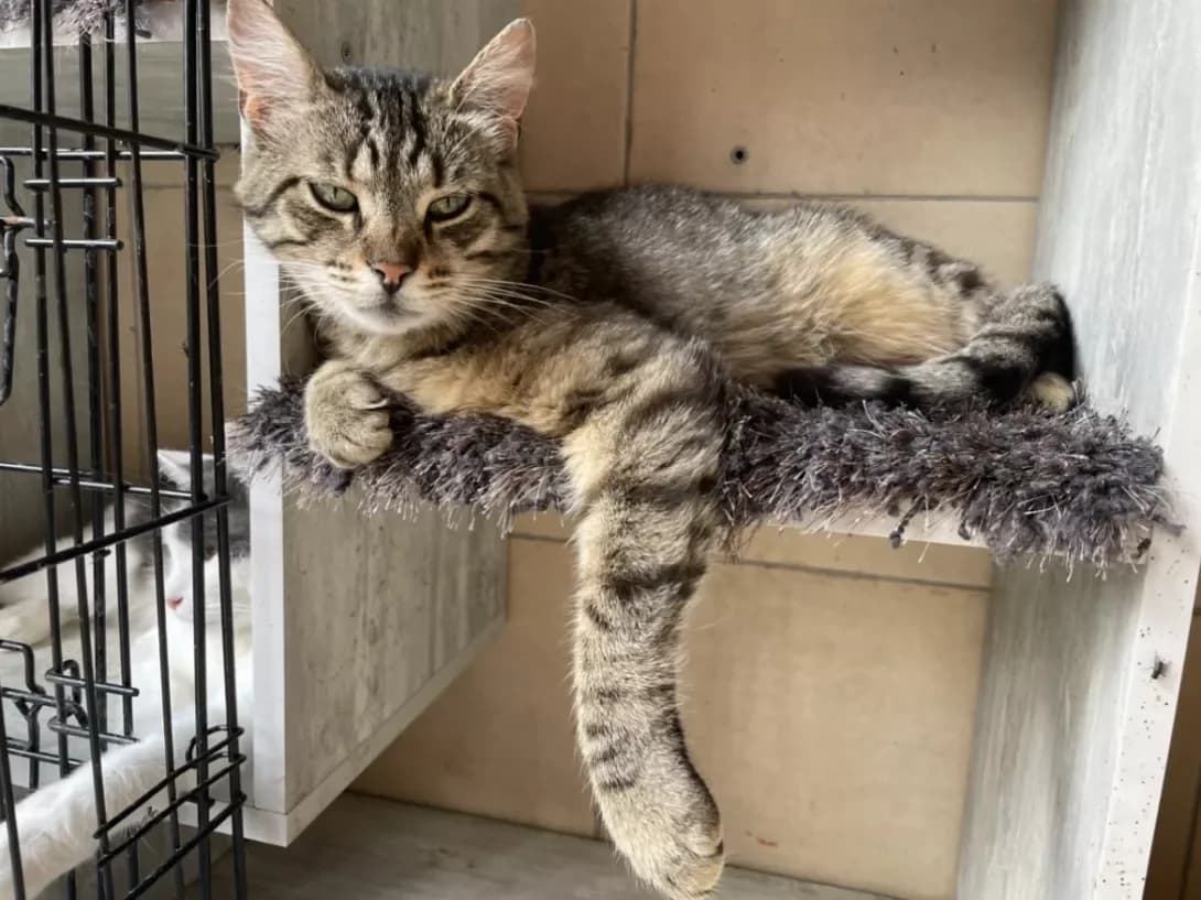 Margo (Марго), female senior Mixed Breed for adoption at Happy Paw Dnipro