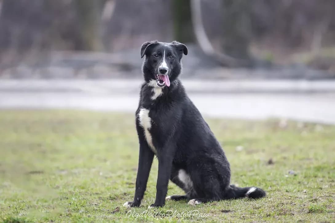 Rodzher (Роджер), Mixed Breed (Happy Paw Kyiv Oblast)