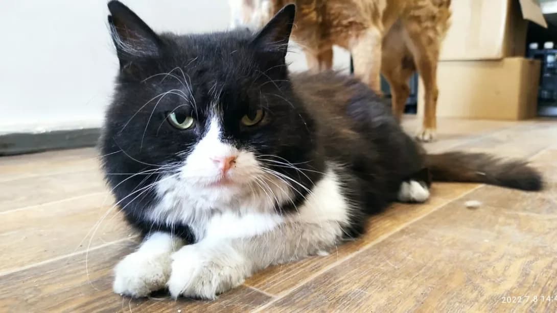 Dido (Дідо), male senior Mixed Breed for adoption at Happy Paw Dnipro