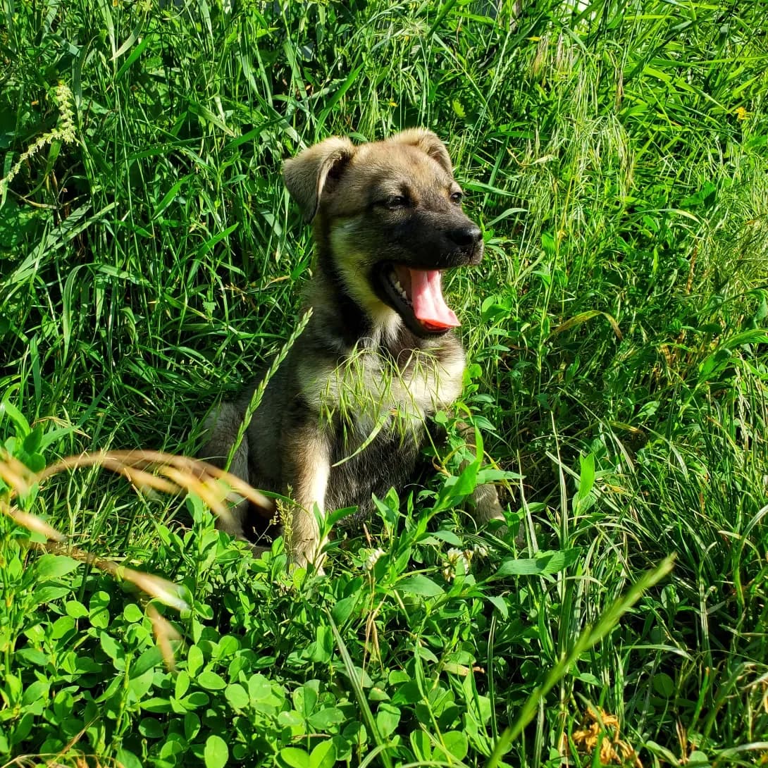 Stefaniya (Стефанія), Mixed Breed (Happy Paw Kyiv Oblast)