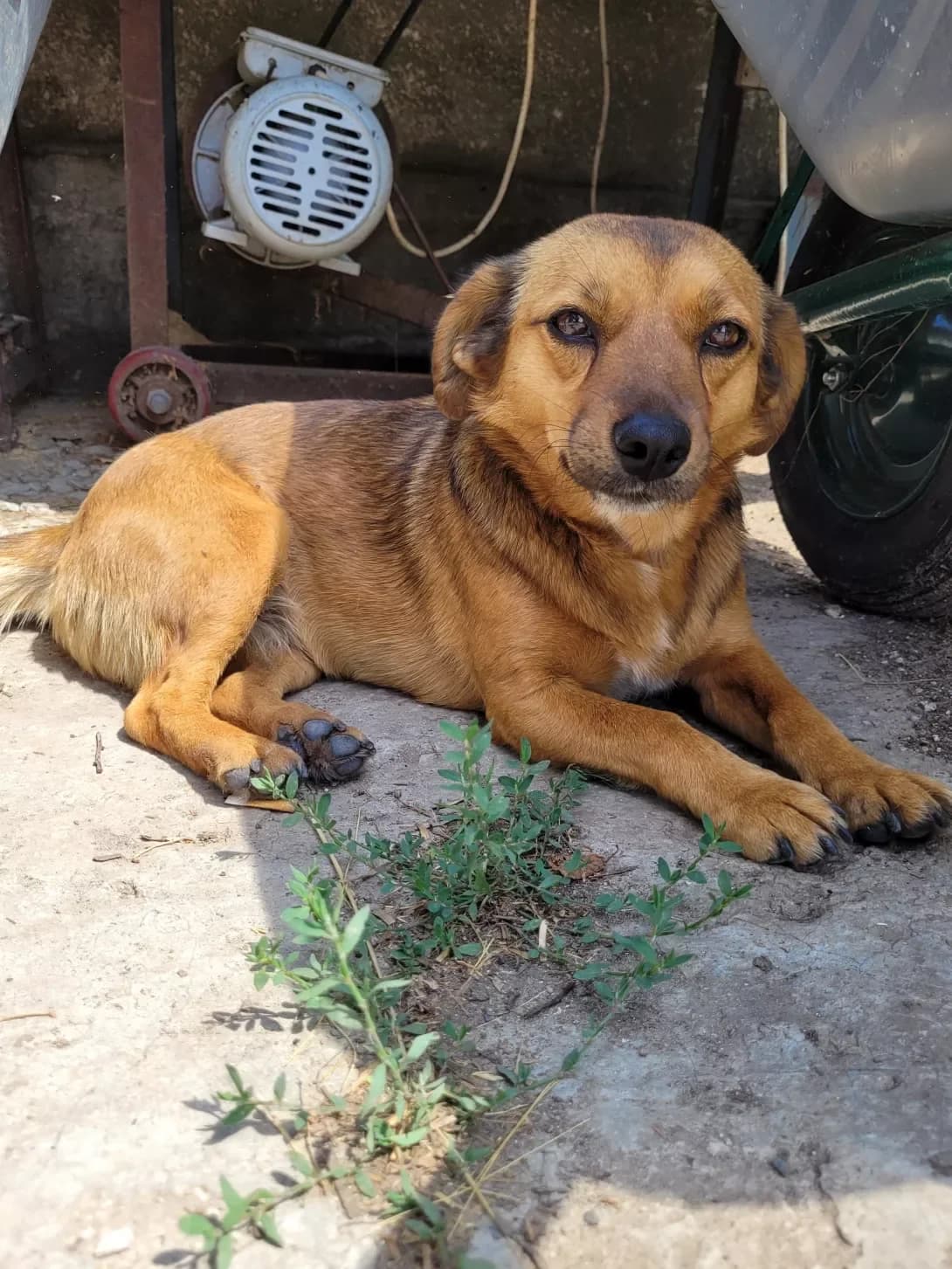 Rizha (Рижа), Mixed Breed (Happy Paw Dnipro)