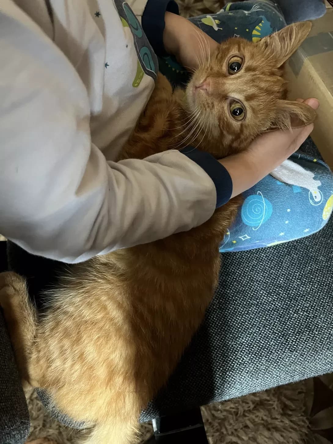 Rizhiy, Izyum (Рижий, Ізюм), male 4yo Mixed Breed for adoption at Happy Paw Khmelnytskyi Oblast