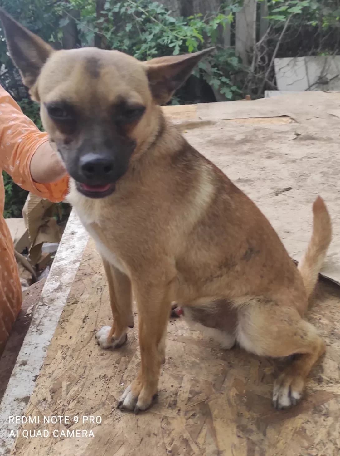 Rudik (Рудик), male 6yo Mixed Breed for adoption at Happy Paw Zaporizhzhia