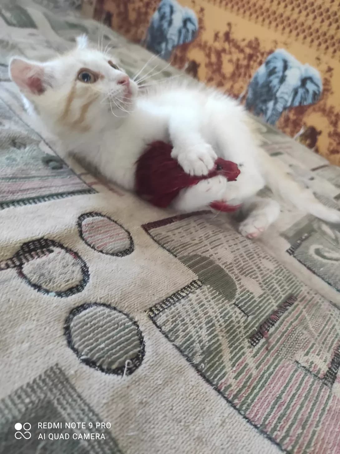 Lёva (Лёва), male 3yo Mixed Breed for adoption at Happy Paw Zaporizhzhia