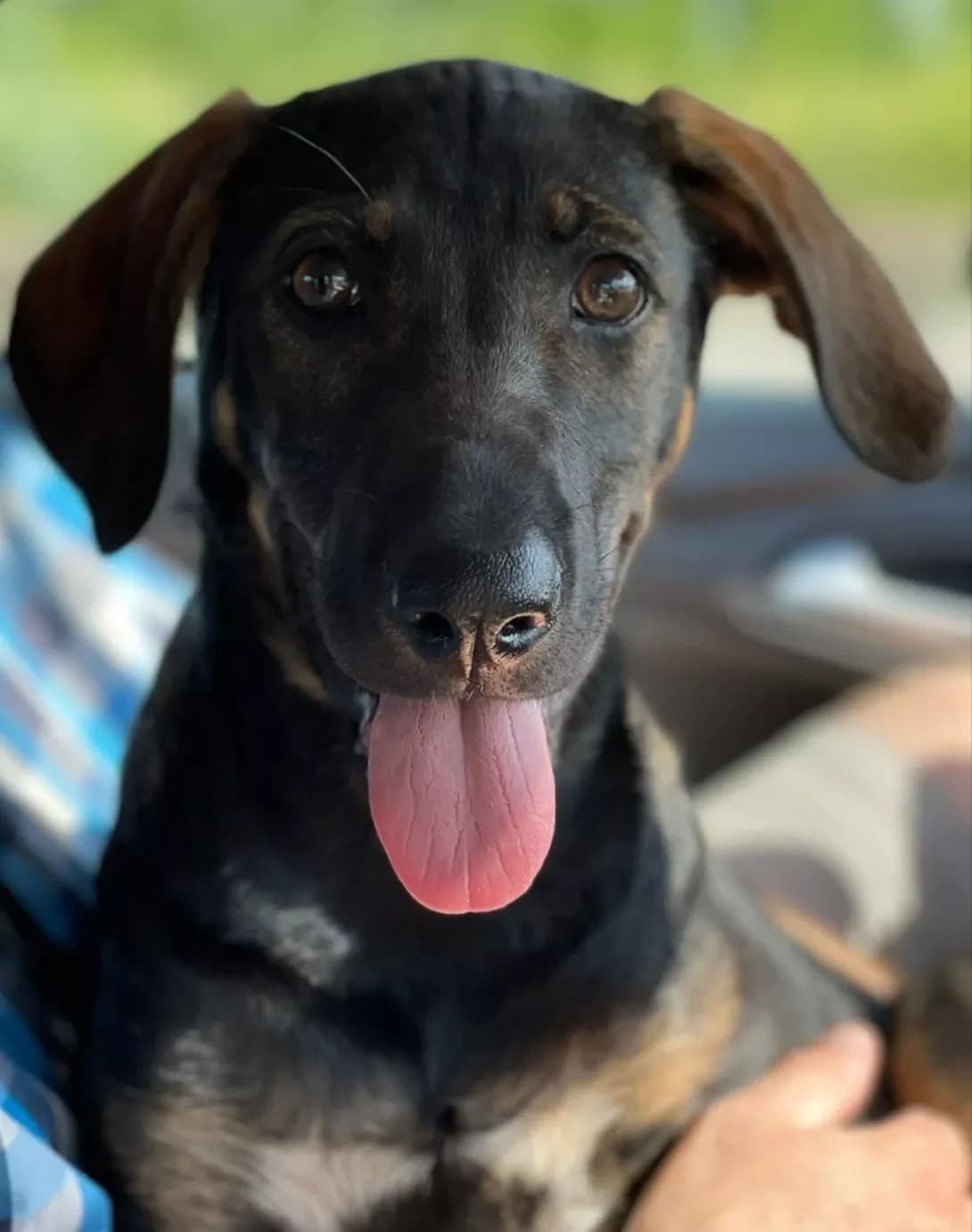 Afina (Афина), female 4yo Mixed Breed for adoption at Happy Paw Zaporizhzhia