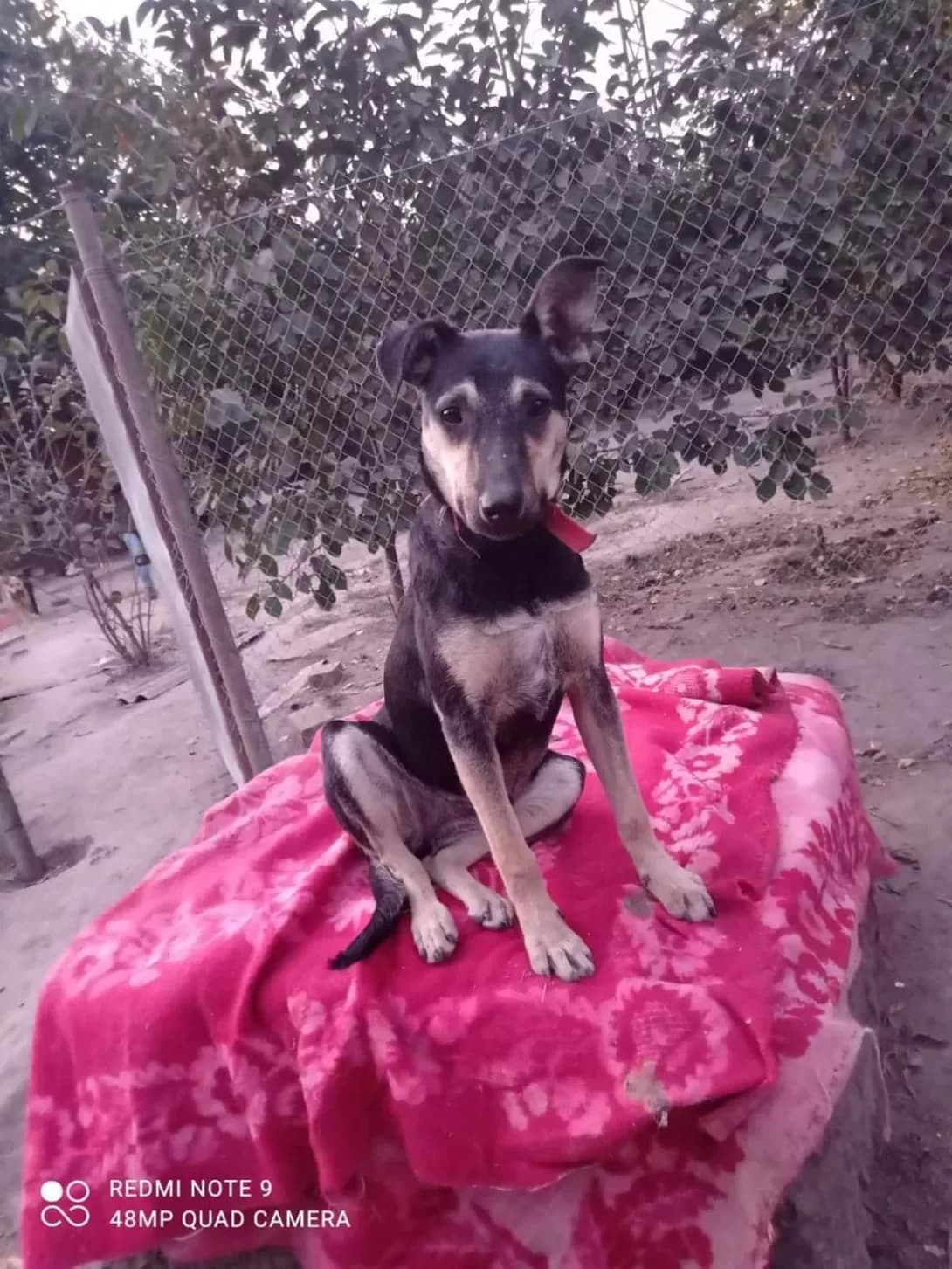 Alfa (Альфа), female 5yo Mixed Breed for adoption at Happy Paw Zaporizhzhia