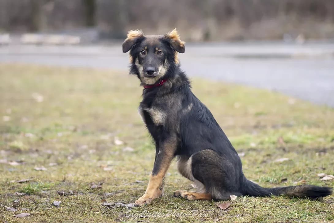 Riya (Рія), Mixed Breed (Happy Paw Kyiv Oblast)