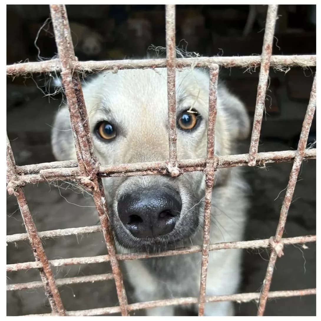 Umka (Умка), male 4yo Mixed Breed for adoption at Happy Paw Kyiv