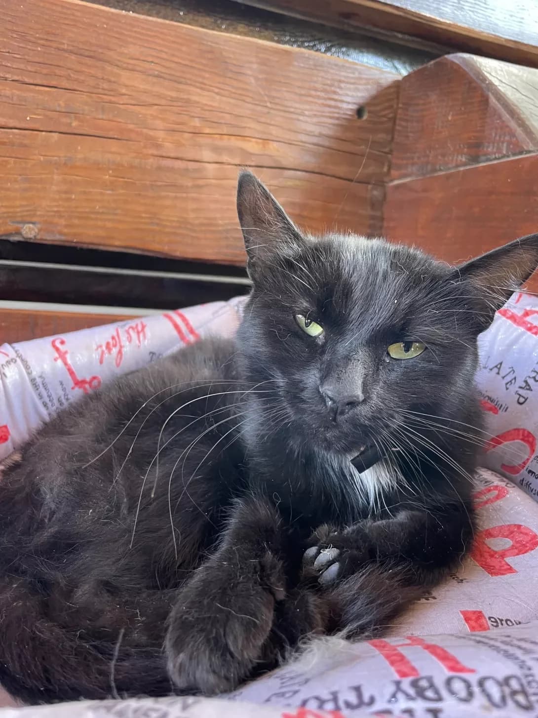 Dashka (Дашка), female 6yo Mixed Breed for adoption at Happy Paw Dnipro