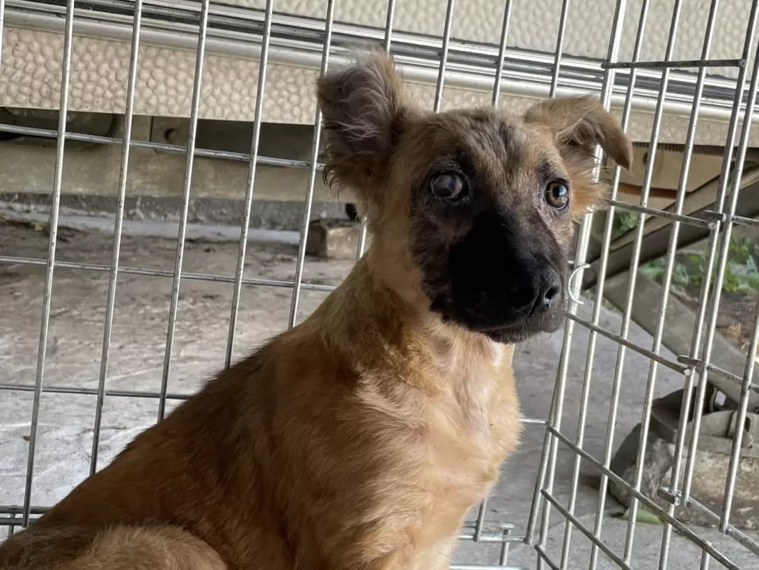 NLO (НЛО), Mixed Breed (Happy Paw Dnipro)