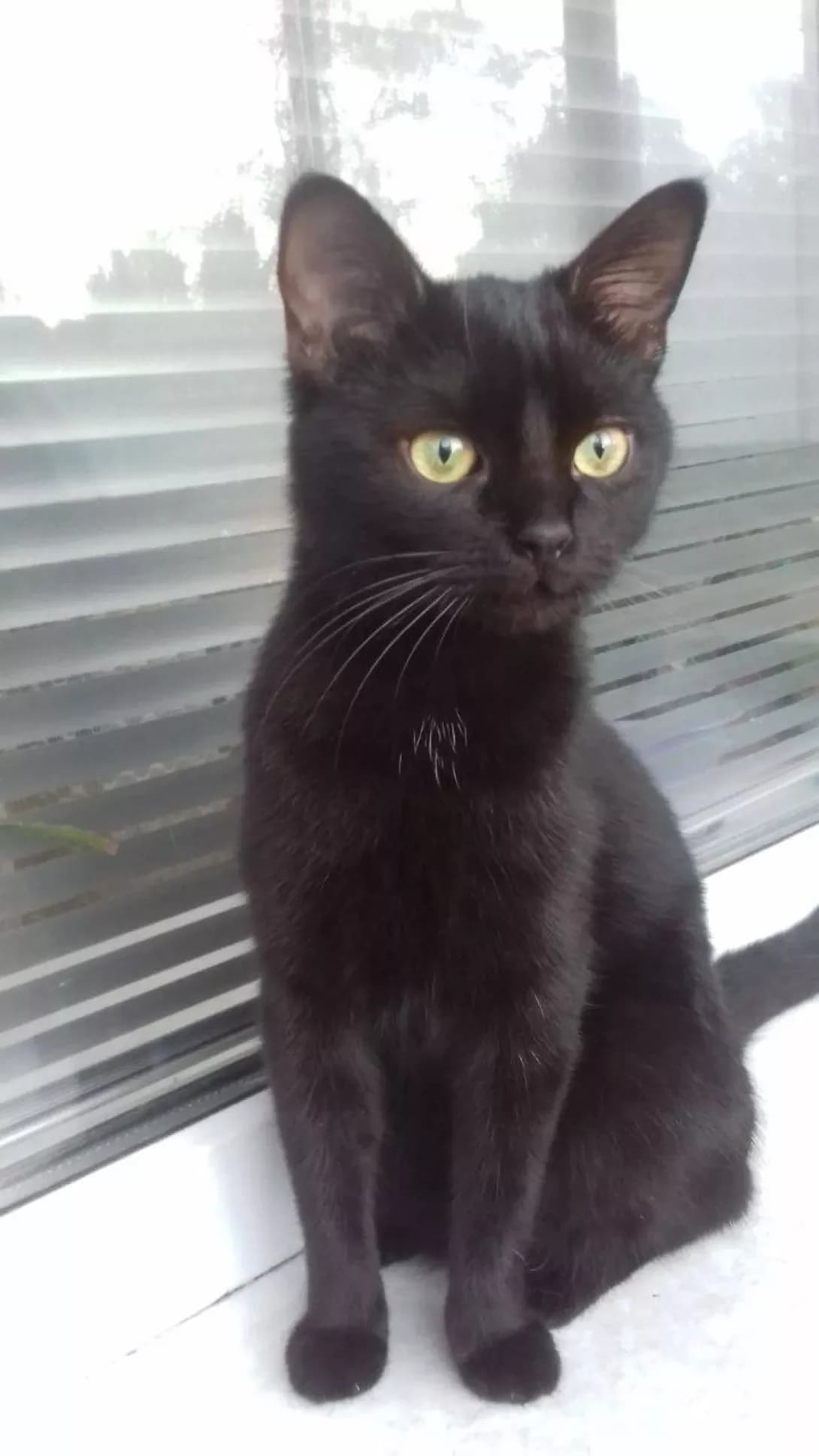 Mishka (Мішка), female 3yo Mixed Breed for adoption at Happy Paw Dnipro