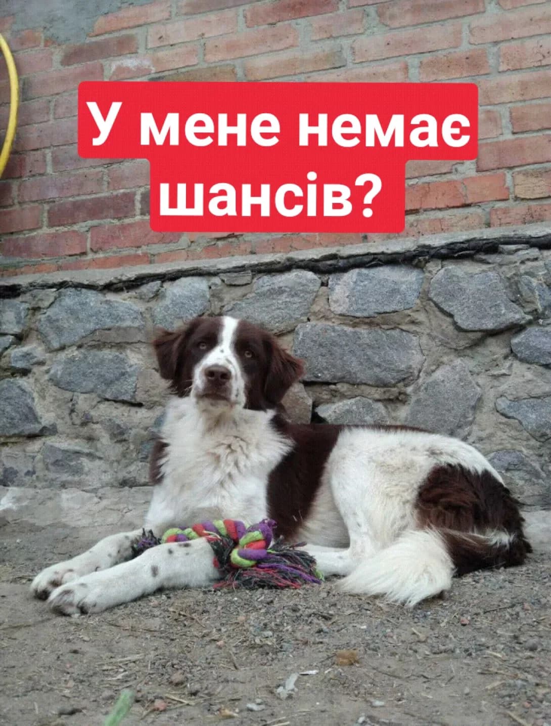 Fredi (Фреді), male 4yo Mixed Breed for adoption at Happy Paw Poltava