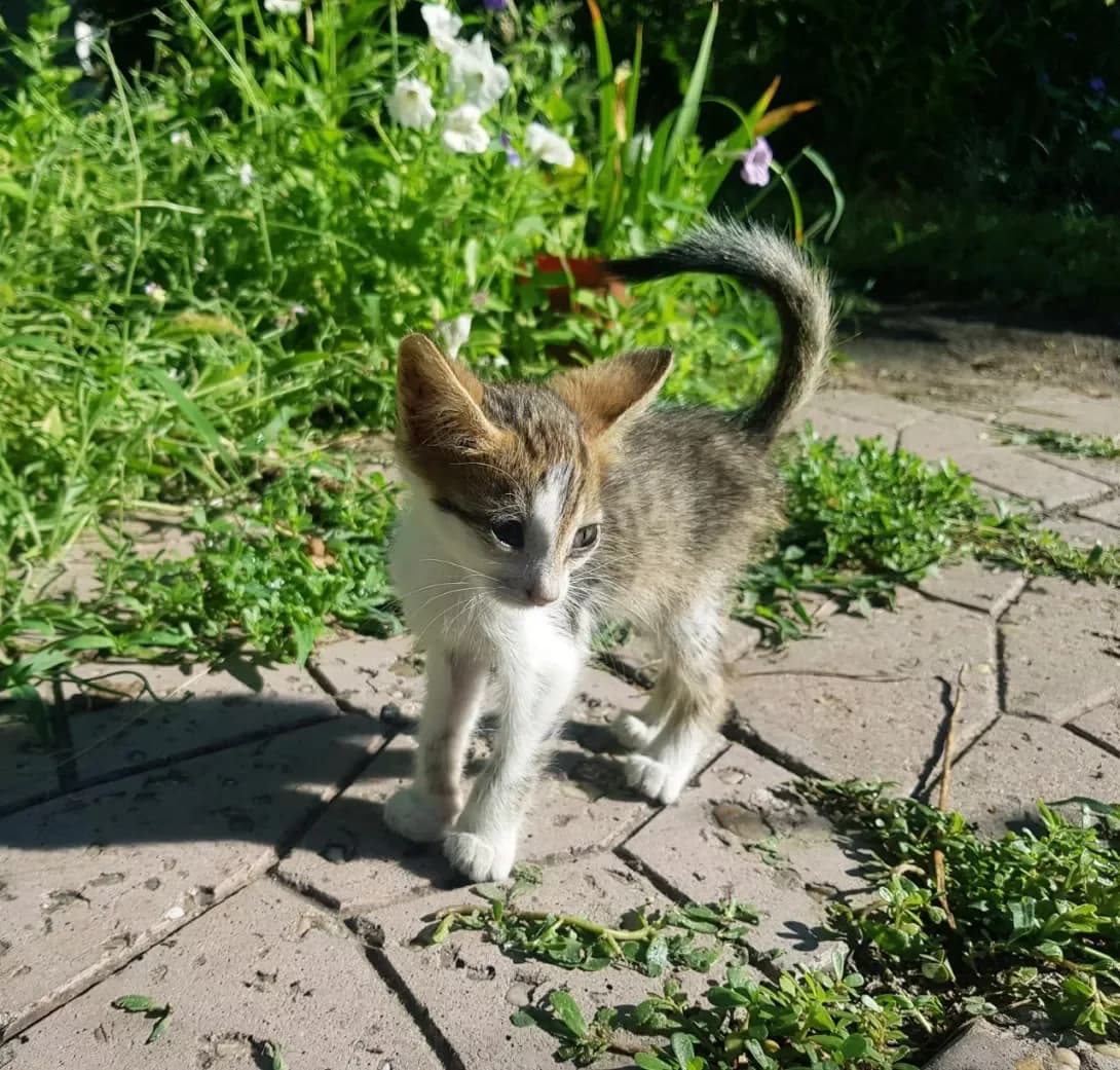 Malysh (Малыш), male 3yo Mixed Breed for adoption at Happy Paw Dnipro