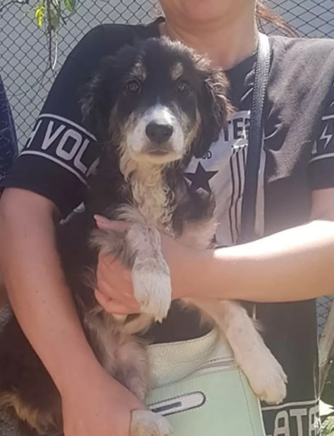 Bambulo (Бамбуло), male 4yo Mixed Breed for adoption at Happy Paw Mykolaiv Oblast