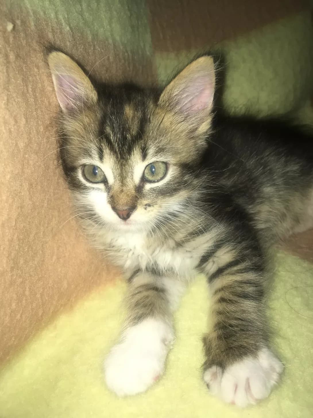 Nyurka (Нюрка), female 3yo Mixed Breed for adoption at Happy Paw Lviv