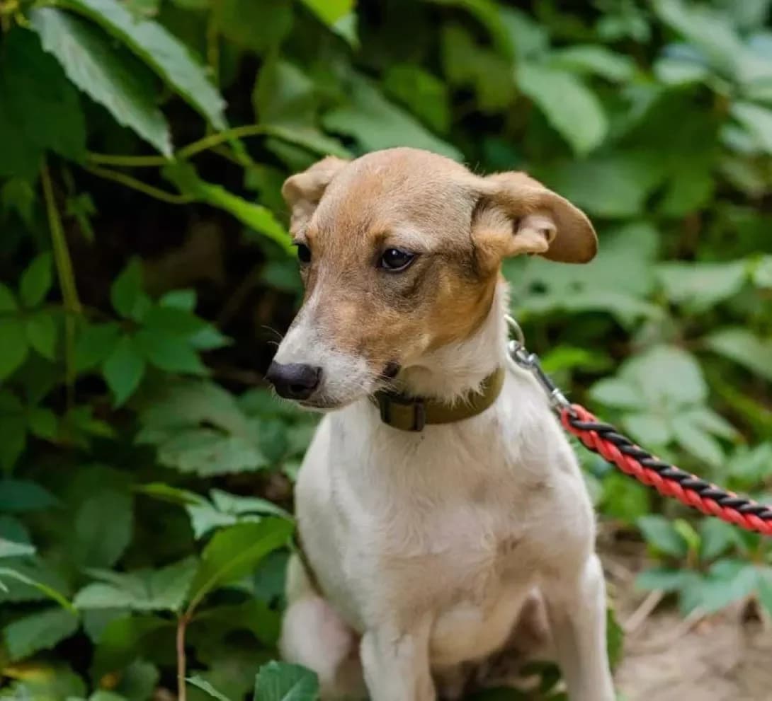 Adel (Адель), female 5yo Mixed Breed for adoption at Happy Paw Zaporizhzhia