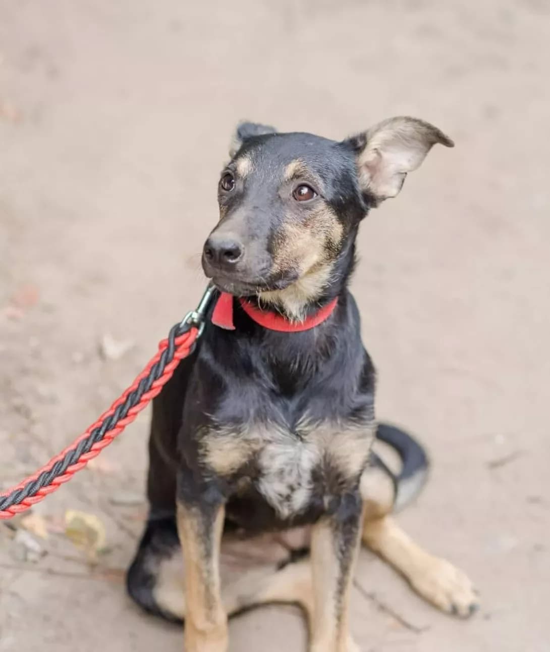 Alfa (Альфа), female 5yo Mixed Breed for adoption at Happy Paw Zaporizhzhia
