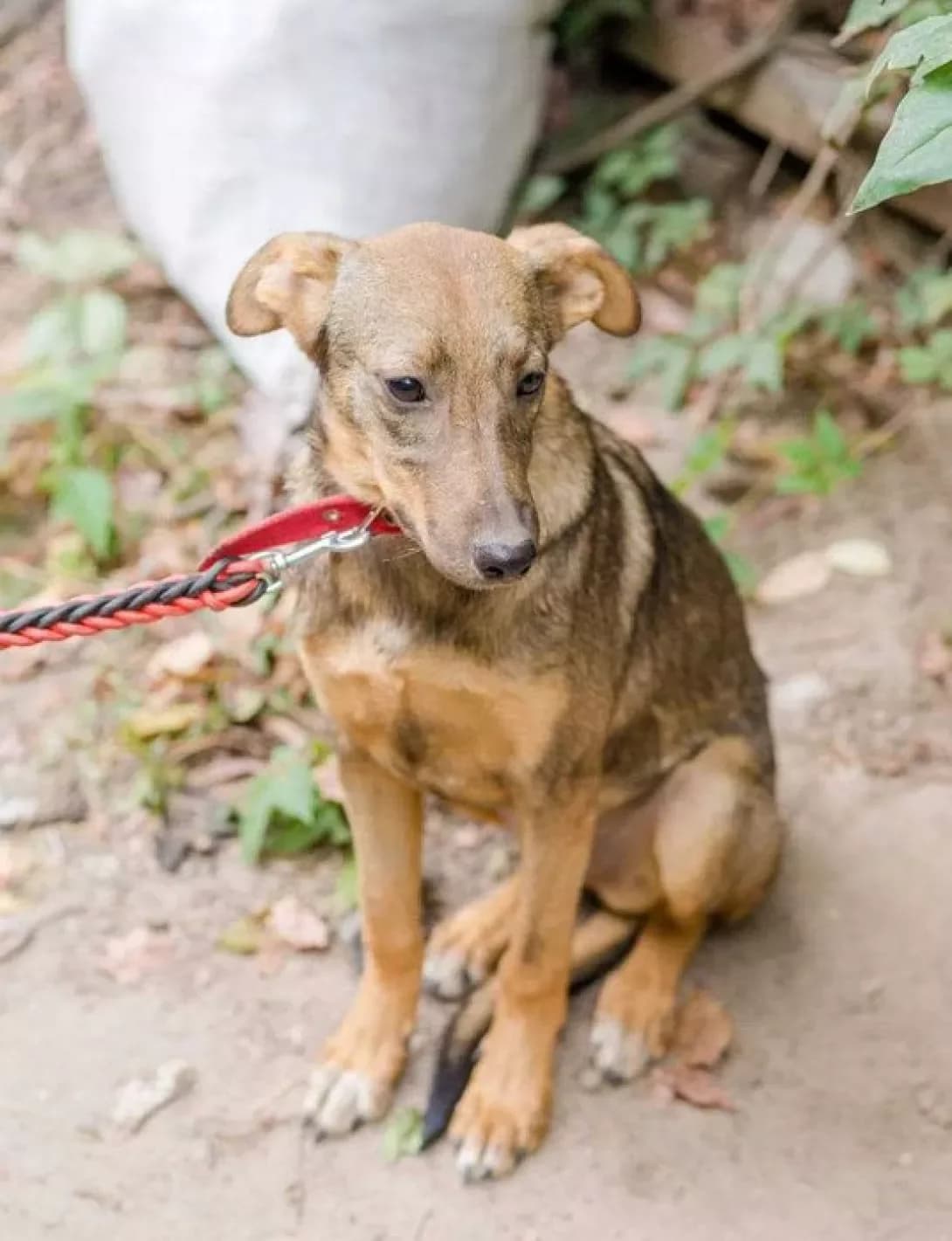 Nika (Ника), female 5yo Mixed Breed for adoption at Happy Paw Zaporizhzhia