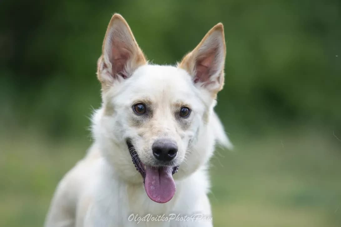 Mayk (Майк), Mixed Breed (Happy Paw Kyiv Oblast)