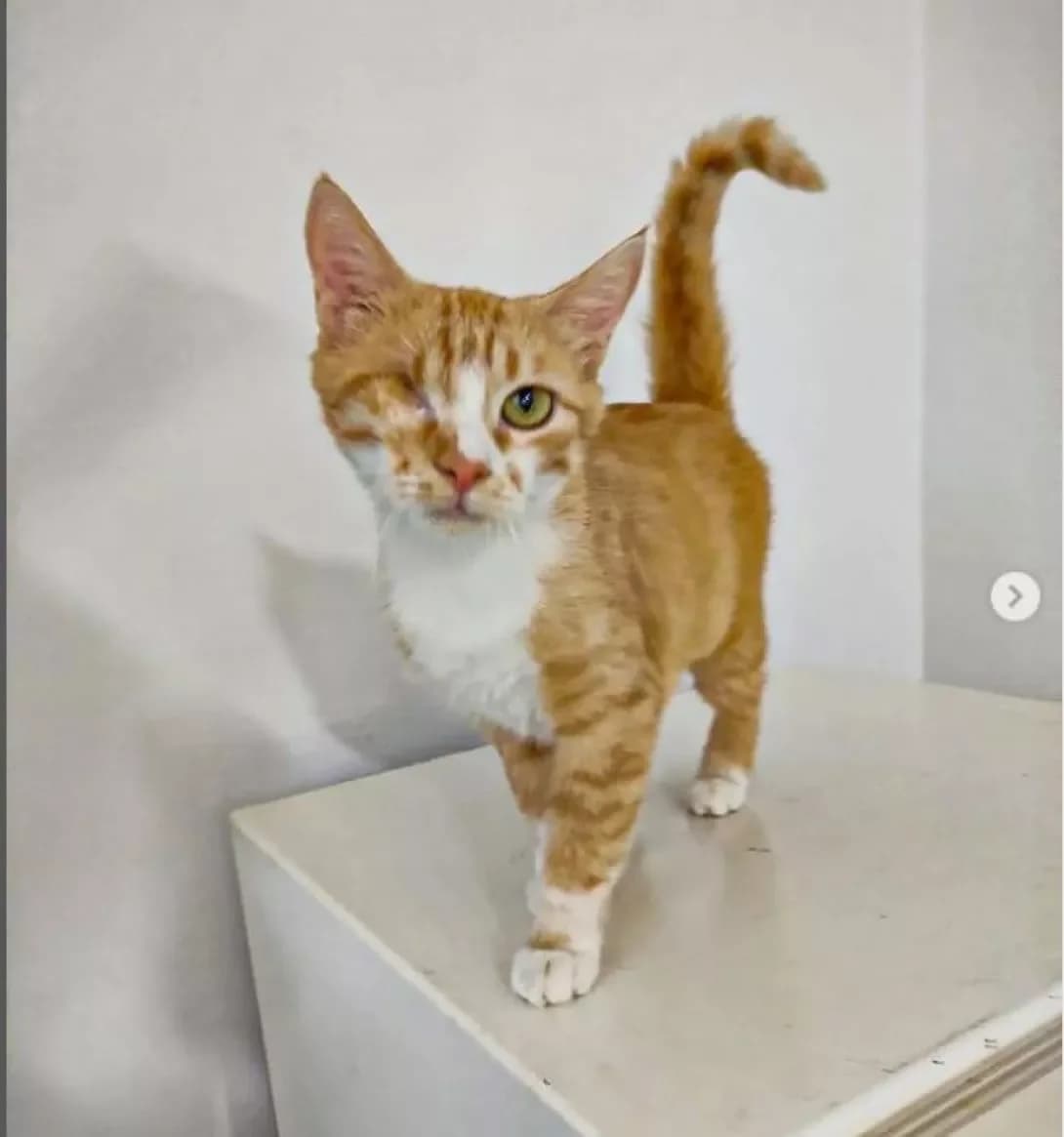 Vikki (Викки), female 5yo Mixed Breed for adoption at Happy Paw Dnipro