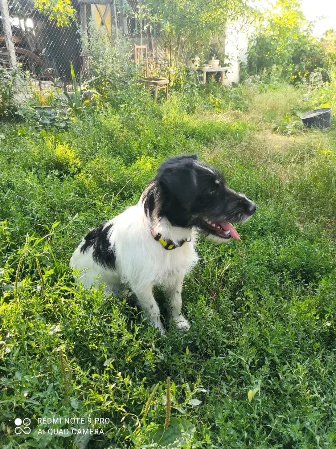 Brunya (Бруня), Mixed Breed (Happy Paw Kyiv Oblast)