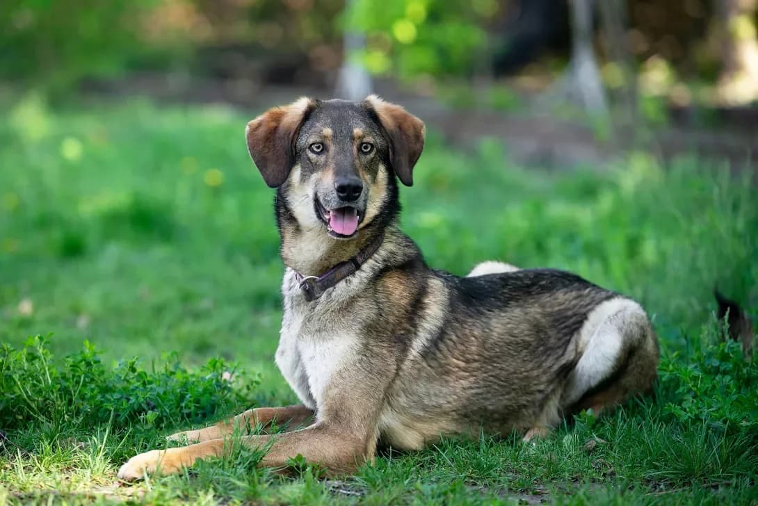 Tetris (Тетріс), Mixed Breed (Happy Paw Kyiv Oblast)