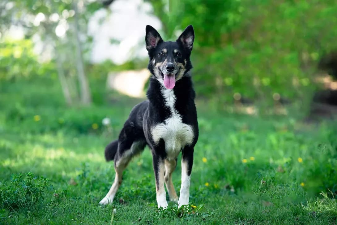Zayka (Зайка), Mixed Breed (Happy Paw Kyiv Oblast)